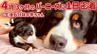 【1日密着】初めての育児が始まりました‼️生後6日目の赤ちゃんと新米ママのバーニーズ🐾