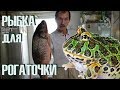 Какую рыбу можно рогаткам? Купили еды на недельку.