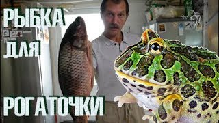 Какую рыбу можно рогаткам? Купили еды на недельку.