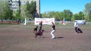 Танцы с собаками Танцы с собаками