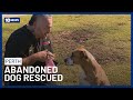 Dog Abandoned In Vacant Rental Saved After Weeks Alone | 10 News Perth