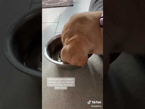 clublivvy – Livvy’s claim to fame is that Jennifer Aniston liked this video #dogsofttiktok #clubliv