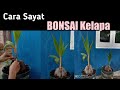 Belajar Cara Sayat Bonsai Kelapa Untuk Pemula