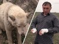 Житель Ингушетии поймал волка голыми руками, защищая своих детей