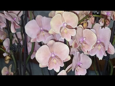 Video: Orchis Pucat