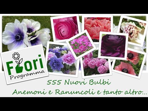 Video: Bulbi di ranuncolo: fiori di ranuncolo in crescita nel giardino