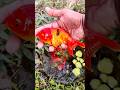 Catch Strange Ornamental Fish In TinyPond, Koi Fish, #RedNeonFish, #RainbowFish,#