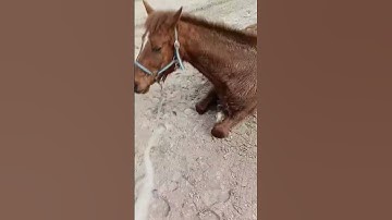 laying down on command🥰 #horse #horses #tricks