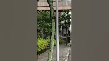 Thumbnail of HAMAMATSU JAPAN ,PLACE Make you at Peace @ESPHERN #japan #travel #japanese #trending