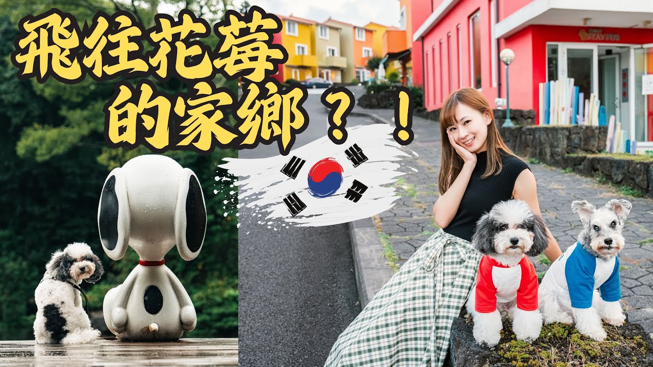 【帶狗狗出國】前進韓國史奴比花園！七彩瑞士村打卡、大啖濟州島烤黑豬肉 、寵物友善民宿開箱（中）