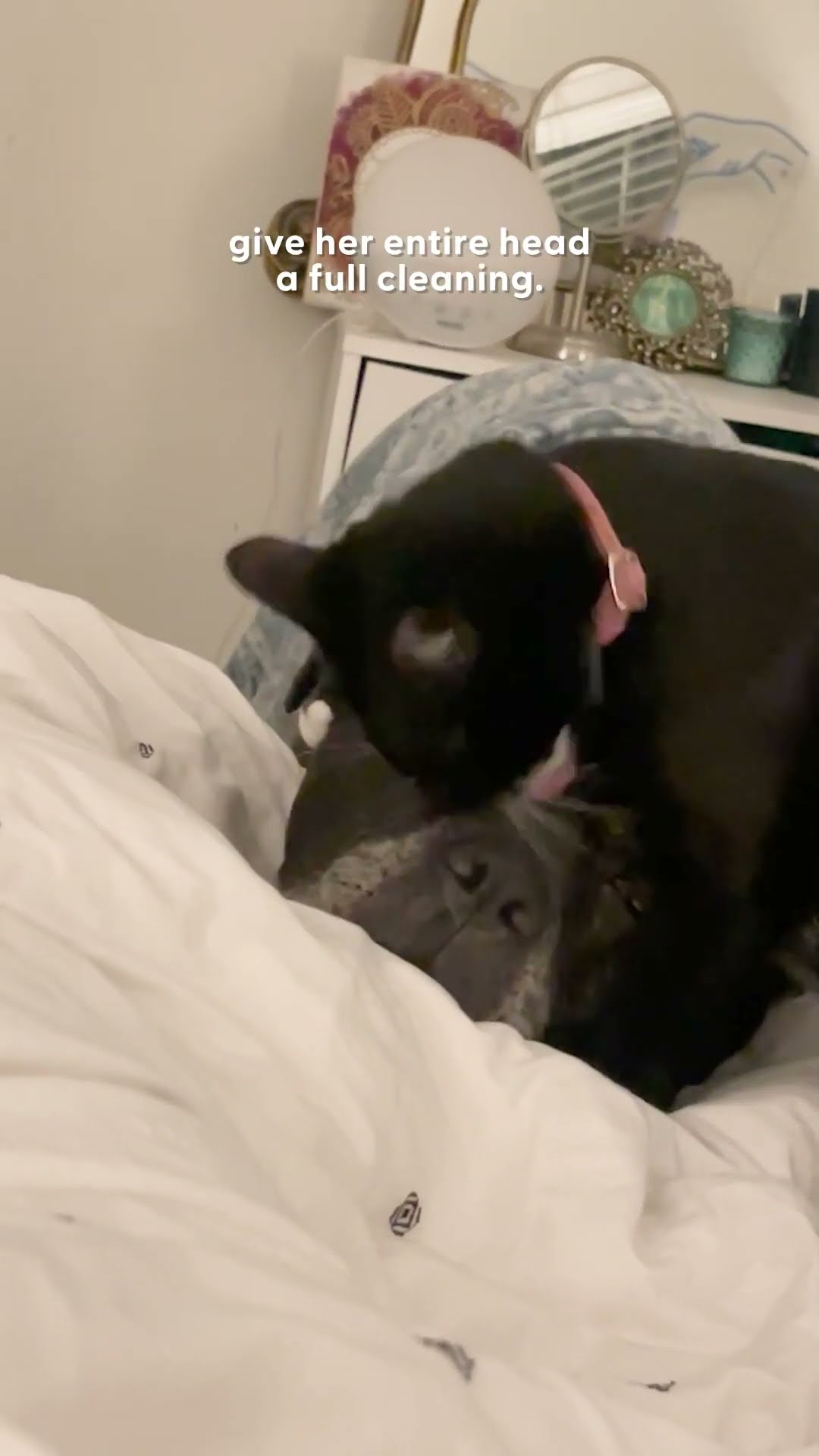 Kitten Gives Mastiff The Sweetest Head Kisses | The Dodo