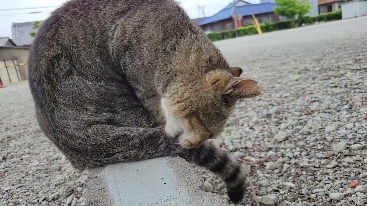 2025 05 16 さくら猫・地域猫⑨ みゅうちゃん - YouTube