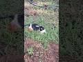 Enganenkilm cash indakanm😔#cats #cat #funny #comedy #youtubeshorts #shorts #viral #trending #reels