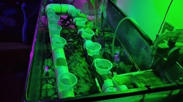 ACUAPONIA con Lab view+arduino, control de riego, iluminación y oxigenación