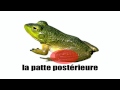 French words with pictures   The Frog