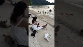 Catch The Sound Of The Seaside Kitty Cuddles At Cat Beach In Penang It Is A Free Entry Cat