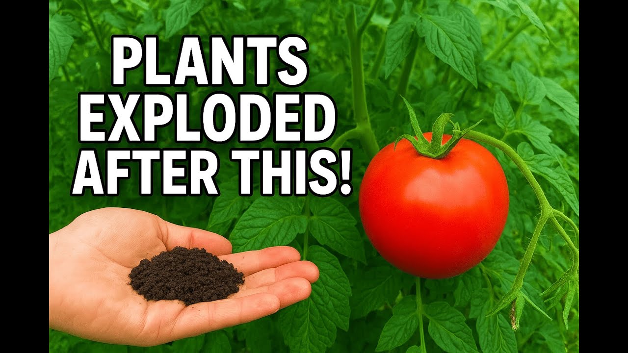 Plants Exploded My Plants EXPLODED After This Homemade Fertilizer! (HUGE Harvest) - YouTube