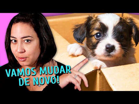 Vídeo: Se Deve Começar Um Cachorro