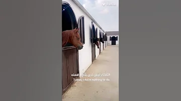 تصميم الأحد ليس لدي ما افعله جيش دارين اشتراك 
