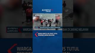 Warga Bantu Hiu Paus Tutul yang Terjebak Jaring Nelayan