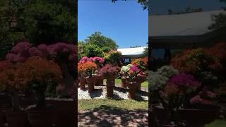 Super Bloom Bouginvillea🌺#garden #nature #youtubeshorts #naturetherapy #shortvideo