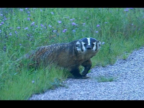 Wisconsin Badger Wild
