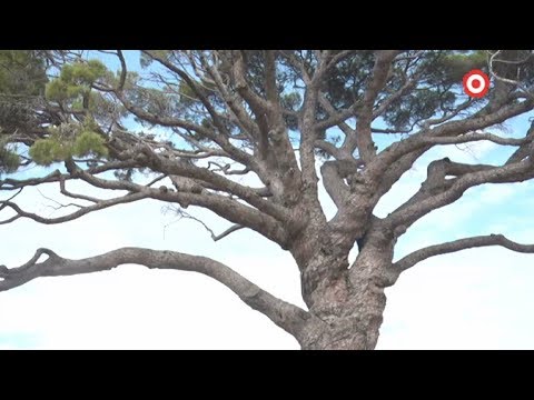 Vídeo: Com Arrencar Una Soca D’arbre Sense Esforços Excessius?