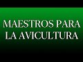 Maestros para la Avicultura