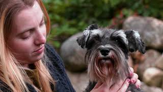 AKC Dog Breed Video – Miniature Schnauzer