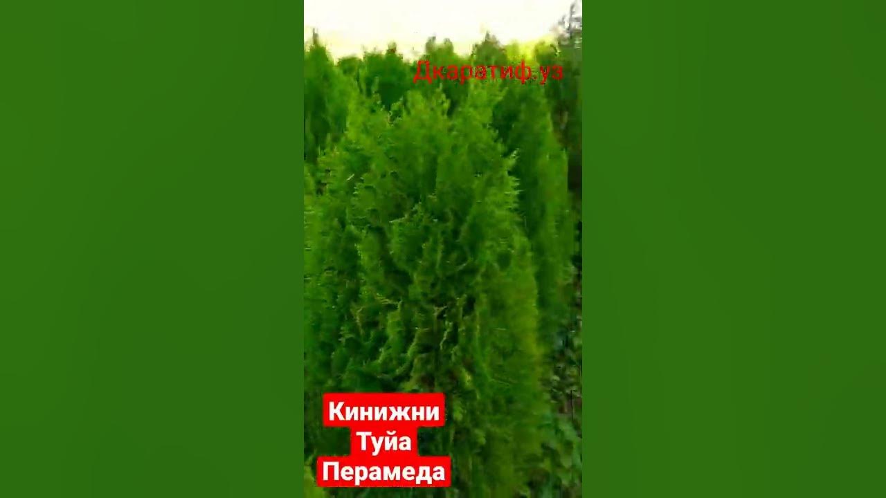 Tuya 16а