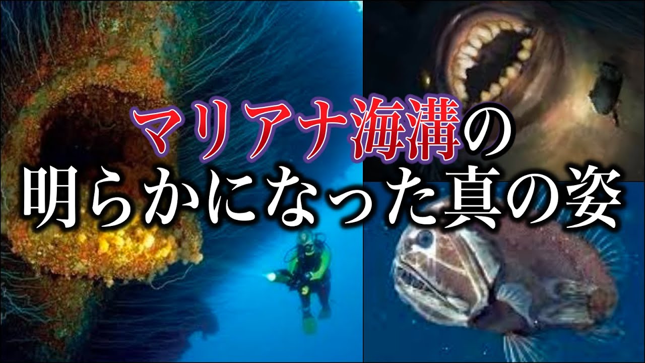 地球で一番深い場所!「マリアナ海溝」に住む、不思議な生物とは【海の生き物】 - YouTube