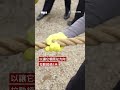 日本千人拉繩搬360噸古城堡－ BBC News 中文