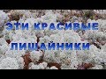 Эти красивые лишайники.  Поделки из природного материала.