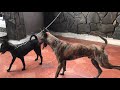 Chó phú quốc đực giống gạ bạn tình và phối giống The rich nation dog breeds soliciting mate and ...