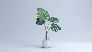 家里至少要养两种，最适合室内养殖的常绿植物都是什么？The Best Healthy Evergreen Plants to Grow Indoor