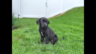 We Got A Borador Puppy ! // Dixie The Labradollie //