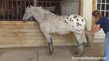 Houston***For info, price, etc., go to our website: ValleyViewRanch.net***