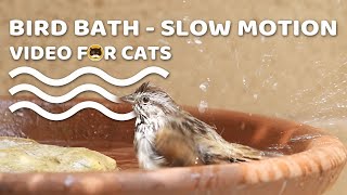 Happy Moments - Bird Bath. Birds In Slow Motion. Videos For Cats.