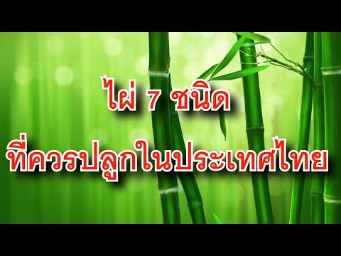 วีดีโอ: โซน 7 พันธุ์ไผ่ - ประเภทไผ่ที่ดีที่สุดสำหรับโซน 7