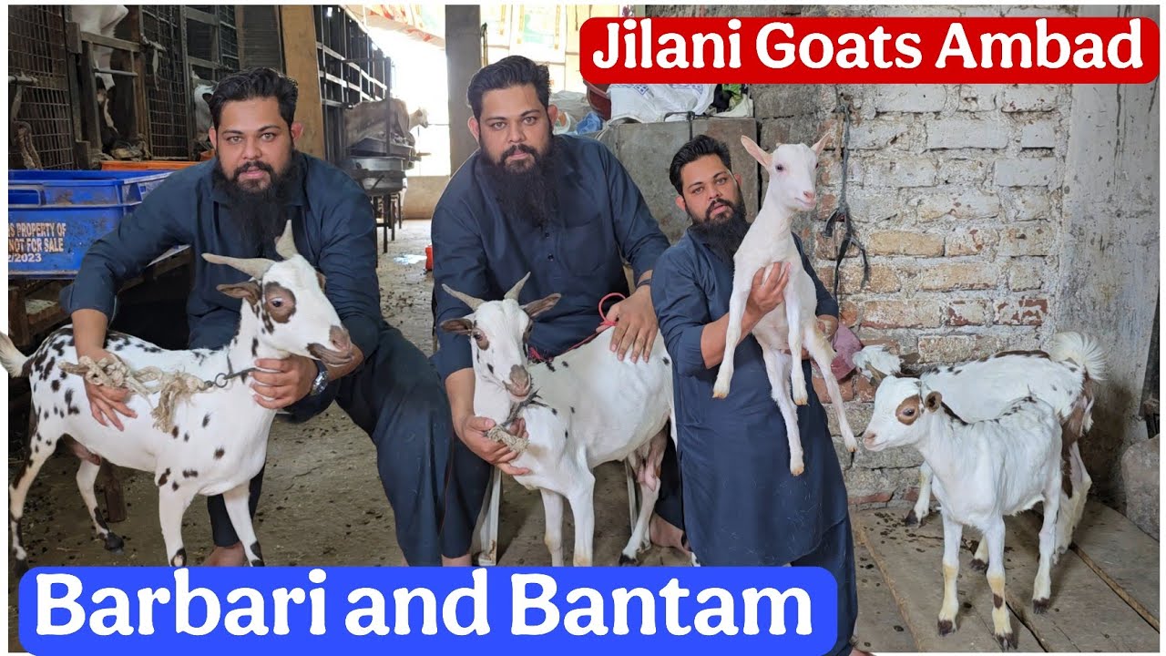 Jilani Goats Ambad Jalna ke Barbari or Bantam goats