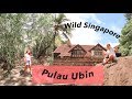 THE WILD SIDE OF SINGAPORE | awesome day at Pulau Ubin