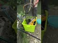Fishing time at the countryside #fishing #fishinglife #fish #fishtank #fishvideo #justfishing