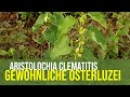 Aristolochia clematitis (Osterluzei)