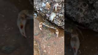 Fisherman Catching Seafood At Sea