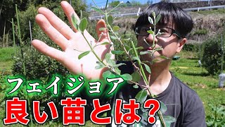 【新品種】良いフェイジョア苗とは？　4月中旬のフェイジョア園の様子2024.04.25【feijoa】 by なおとさん・Naoto 796 views 4 weeks ago 14 minutes, 31 seconds