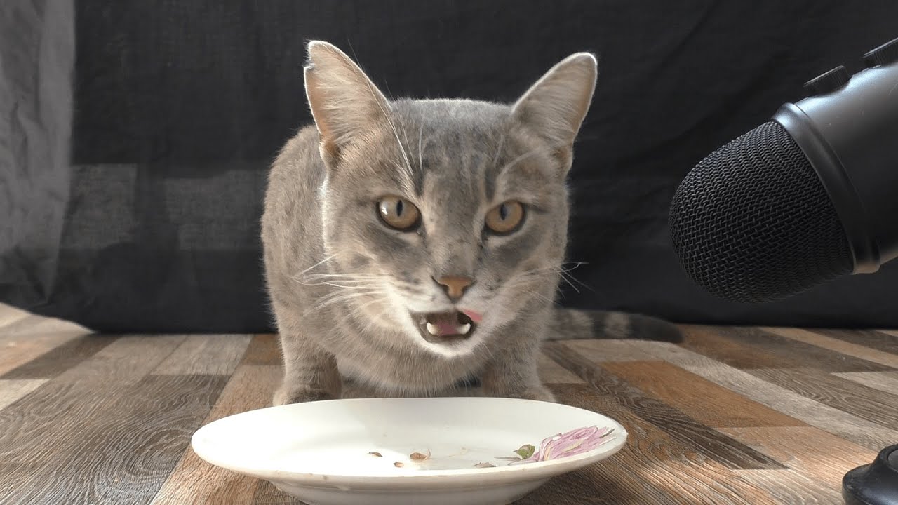 Cat eating fish bones Mukbang asmr | Animal asmr 286