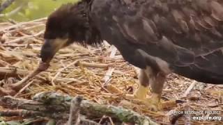 Decorah North Eagles,DN9 Swallows Bone 5/18/19