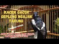 PANCINGAN KACER GACOR AMPUH LANGSUNG EMOSI | COCOK UNTUK KACER BAHAN AGAR CEPAT GACOR DAN BUKA EKOR
