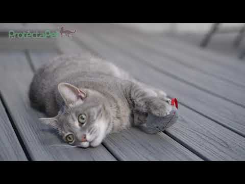 ProtectaPet Review: Susan,