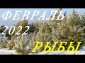 РЫБЫ. ТАРО-ПРОГНОЗ на ФЕВРАЛЬ 2022г.